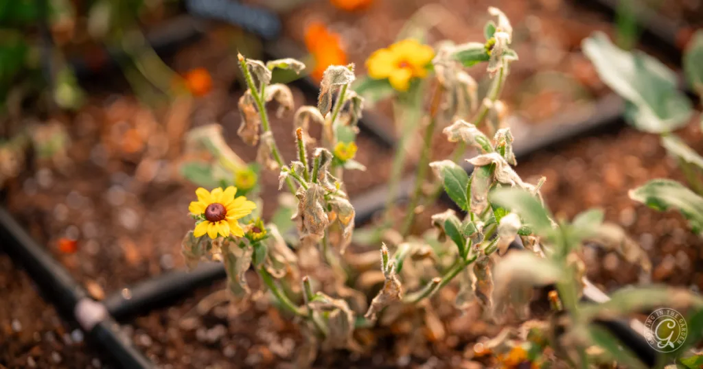 A yellow flower blooms on a plant with wilted, dry leaves in the garden bed, a sign that it's getting hotter earlier this season.
