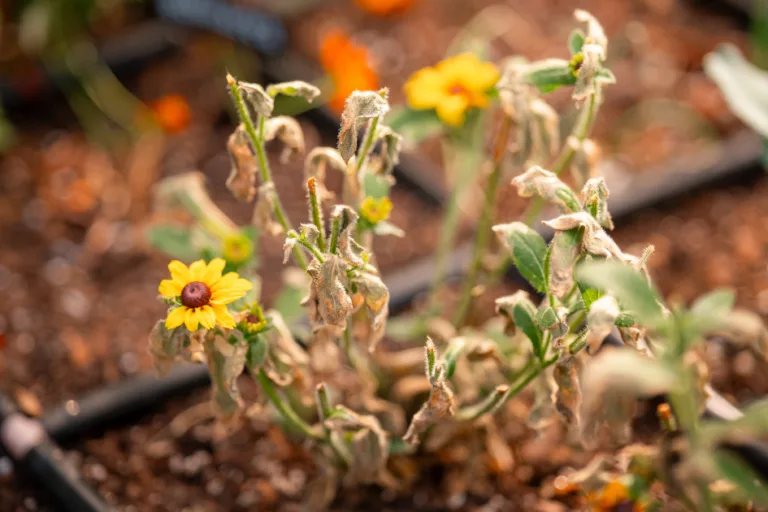 How I’m Adapting My Low Desert Garden to Earlier Heat featured image