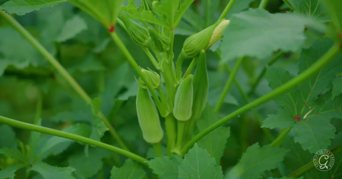 Close-up of green okra pods growing on a plant with lush leaves in the background, reflecting how changing my garden for hotter earlier seasons has encouraged healthy growth.