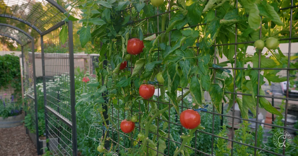 Ripe red tomatoes growing on a vine trellis in a lush garden setting, thriving thanks to garden tips for adapting garden climate in hotter weather gardening.