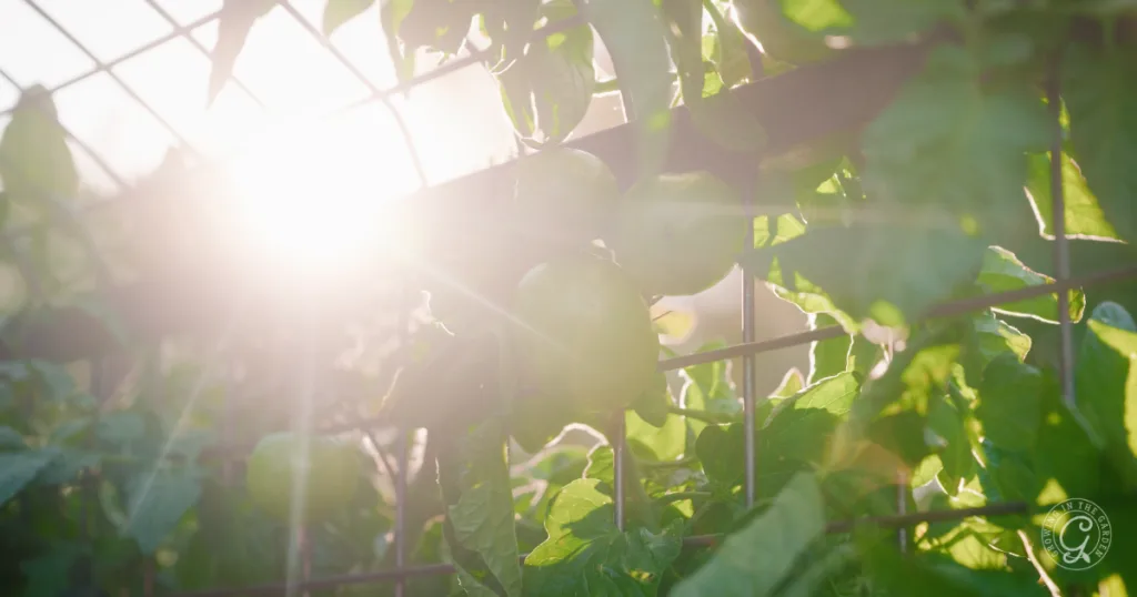 Green bell peppers growing on a vine with sunlight shining through a garden fence, showing how gardening is changing my garden as it gets hotter earlier each year.