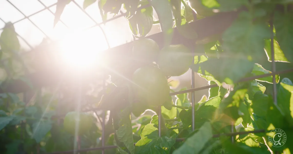 Tomatoes growing on a vine with sunlight shining through a garden fence.