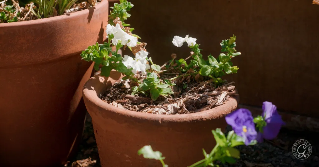 A small terracotta pot with white blooming flowers, next to another pot and a purple flower in sunlight—ideal for early heat garden enthusiasts seeking charming accents for hot weather gardening.