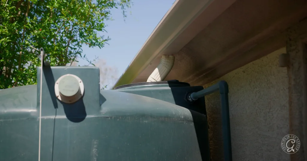 A rainwater collection tank connected to a home's gutter system with a white downspout offers sustainable gardening and smart garden tips, helping you conserve water and adapt to climate change.