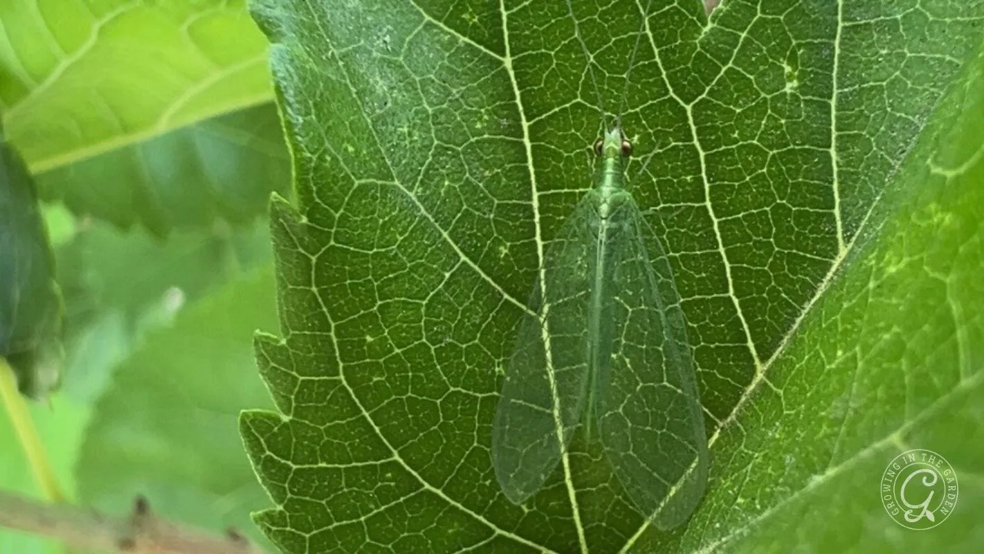 A green lacewing insect camouflaged on a textured green leaf with visible veins.