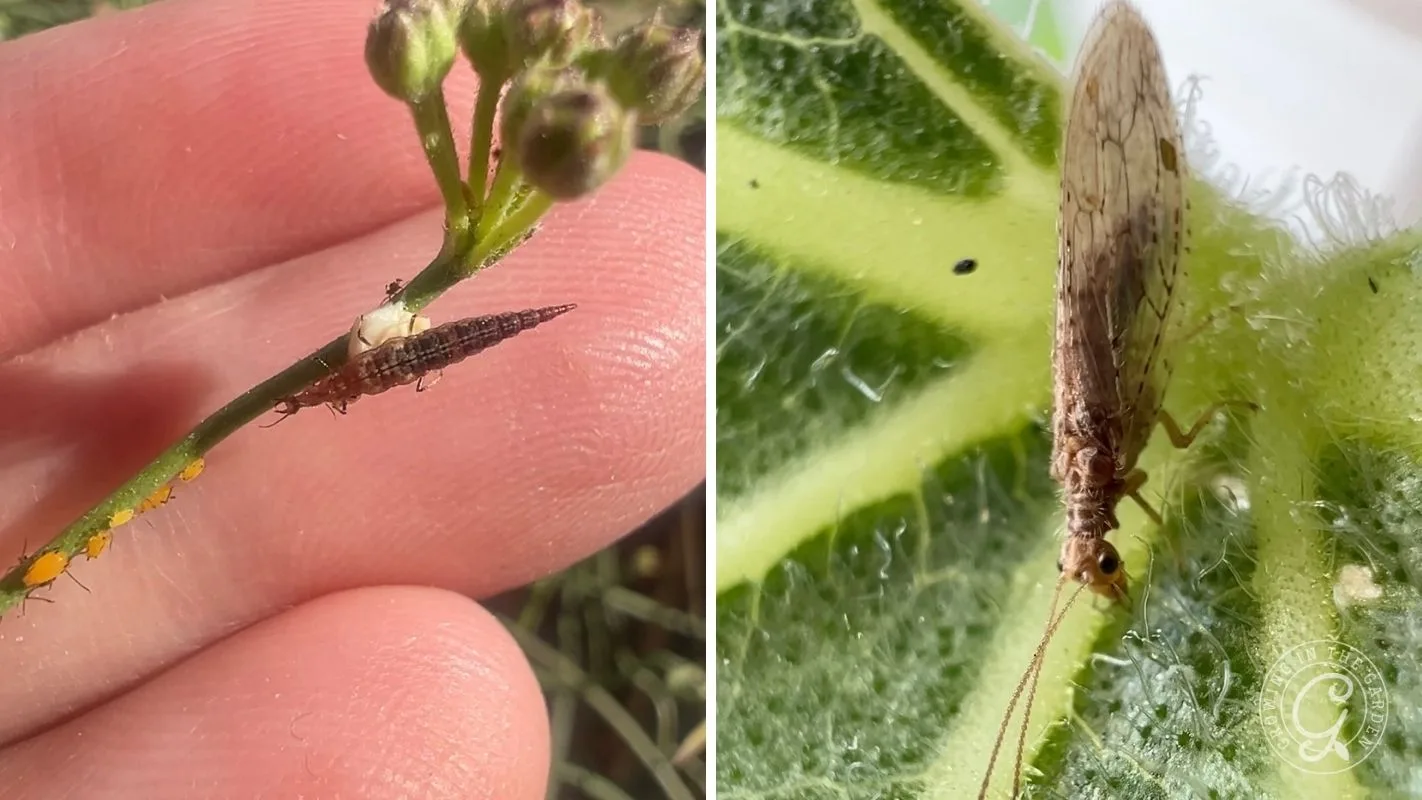 Close-up of a lacewing larva on a plant stem and an adult lacewing on a green leaf.