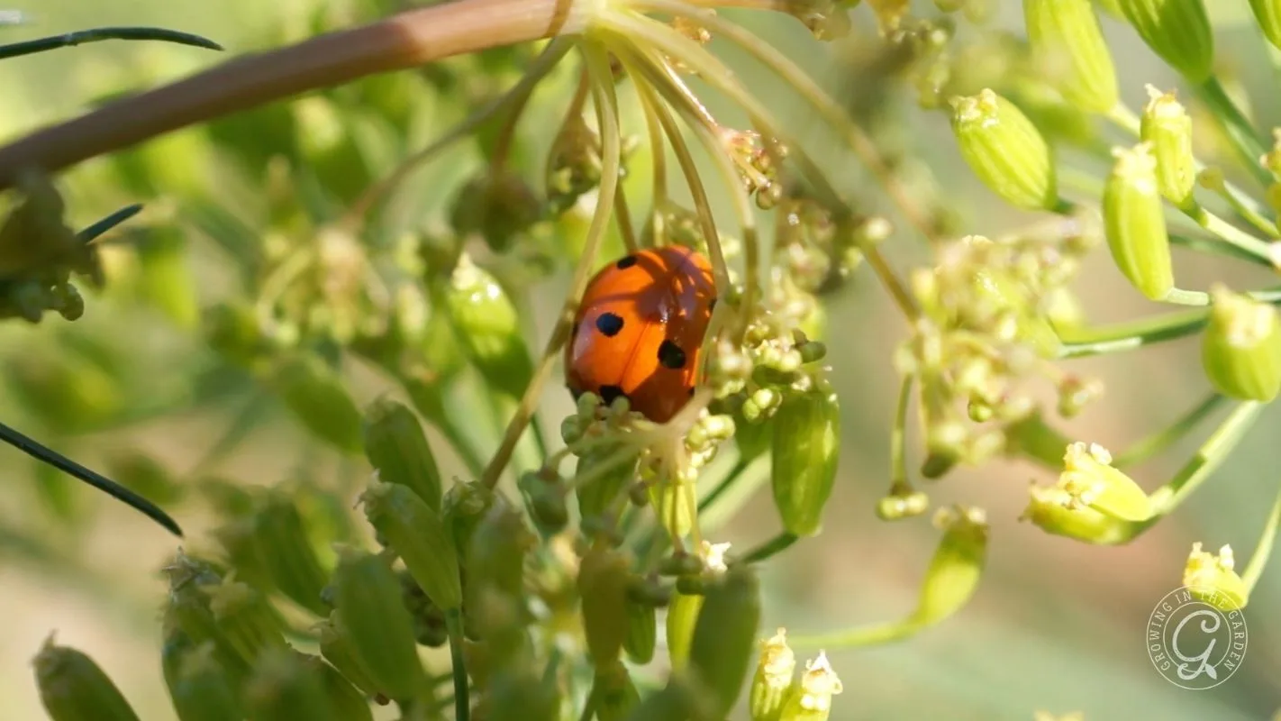 Convergent ladybug ( Hippodamia convergens ) found among the dill foliage