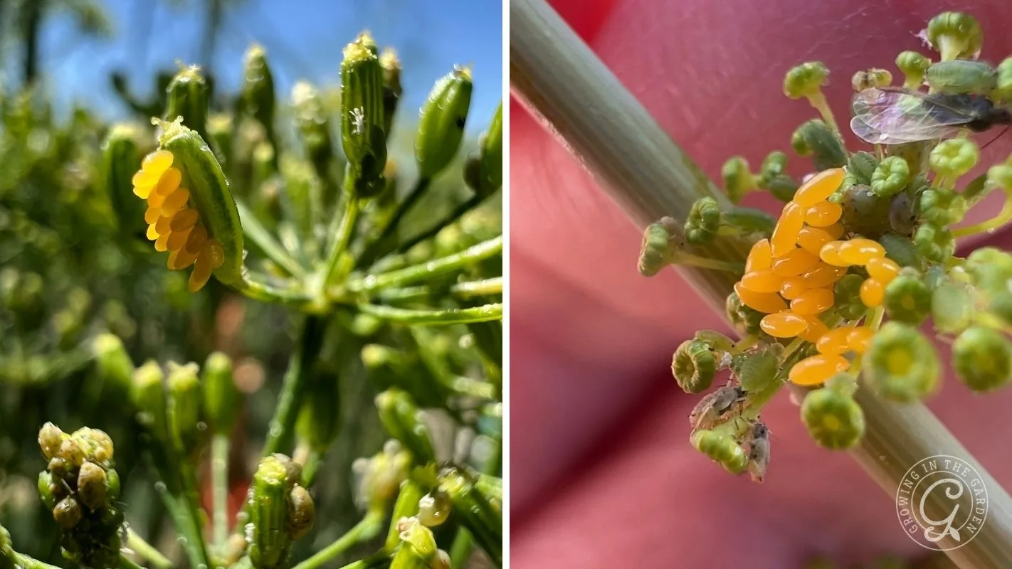 Close-up of yellow insect eggs clustered on green plant stems, with a small winged insect nearby.