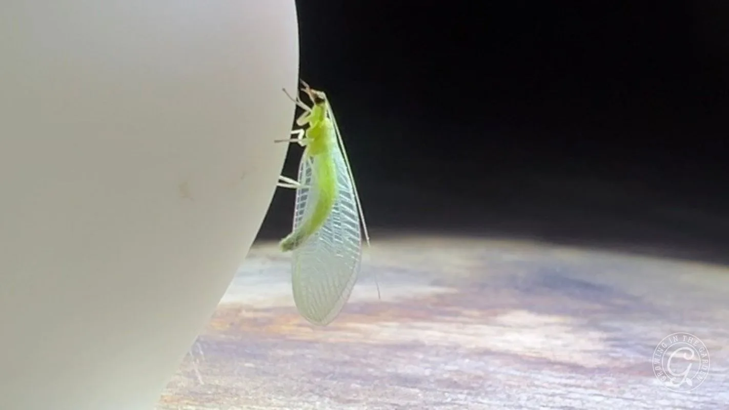 A green lacewing insect clings to the curved surface of a white object on a wooden table.