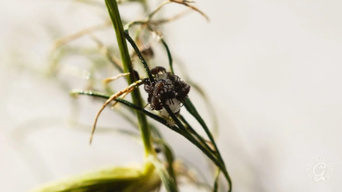 Freshly emerged ladybug larvae