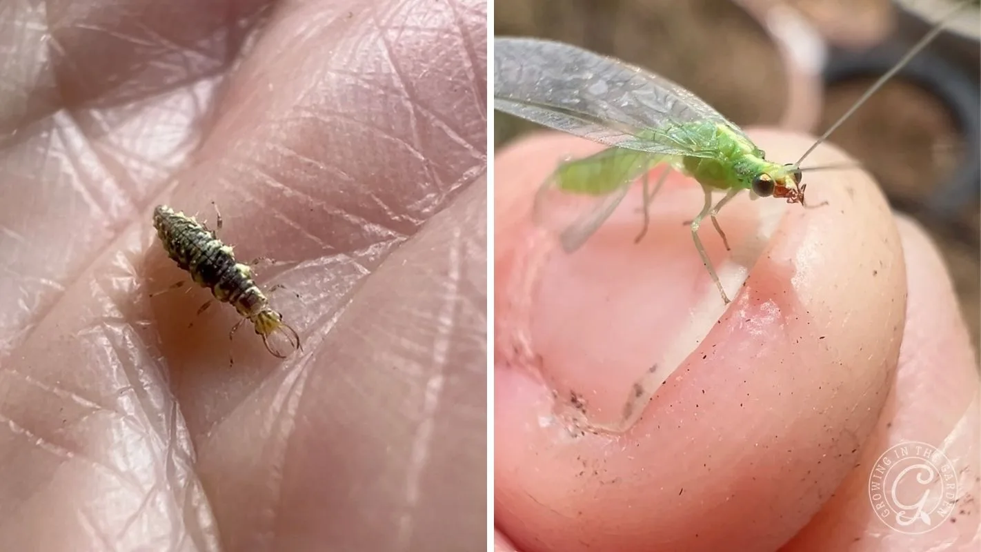 Close-up of a lacewing larva on a hand (left) and an adult green lacewing on a fingertip (right).