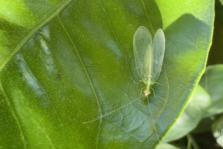 Lacewings in the Garden: Lifecycle and How to Attract Them featured image