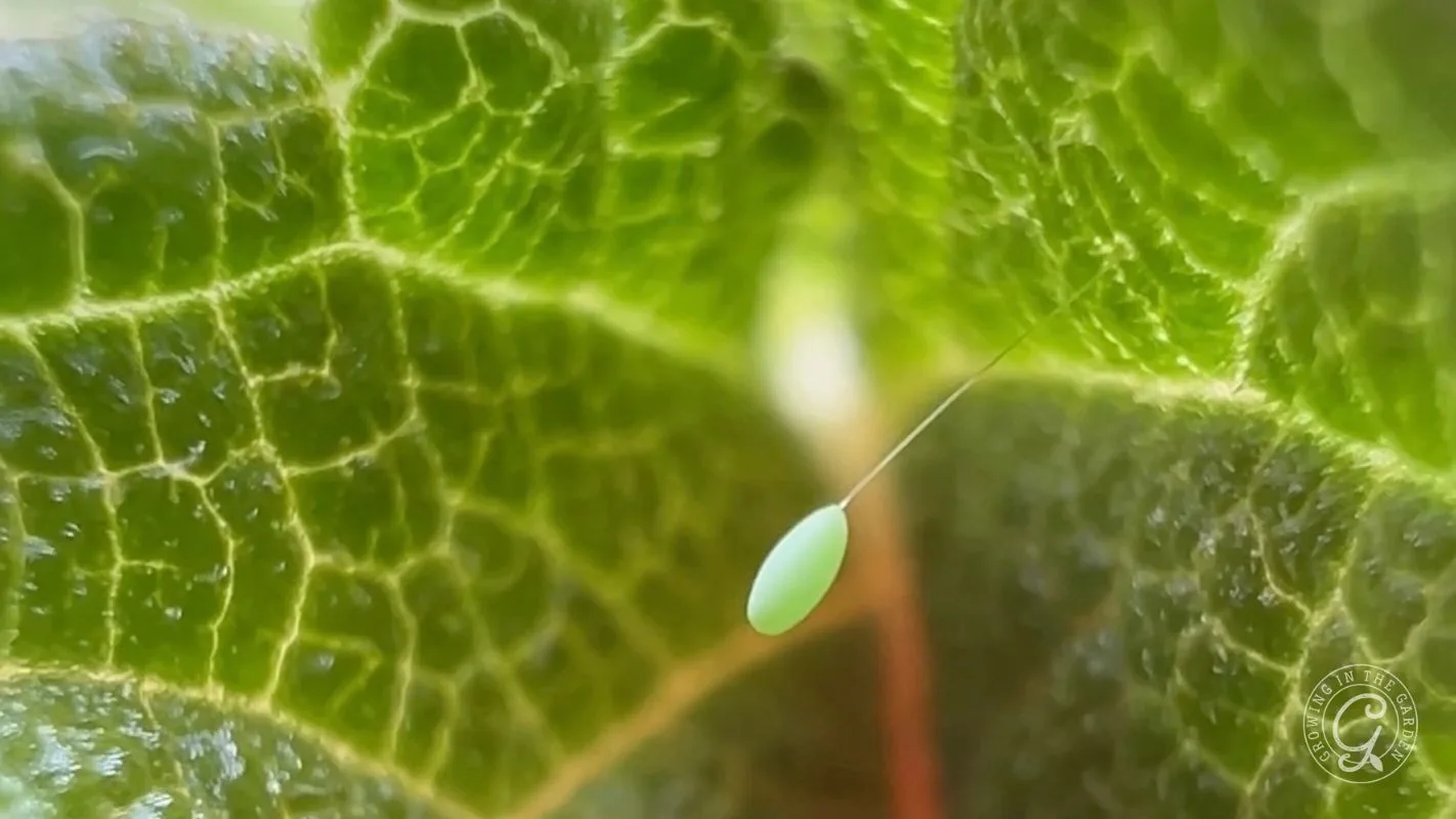 A single green egg on a thin stalk attached to a textured green leaf, close-up view.