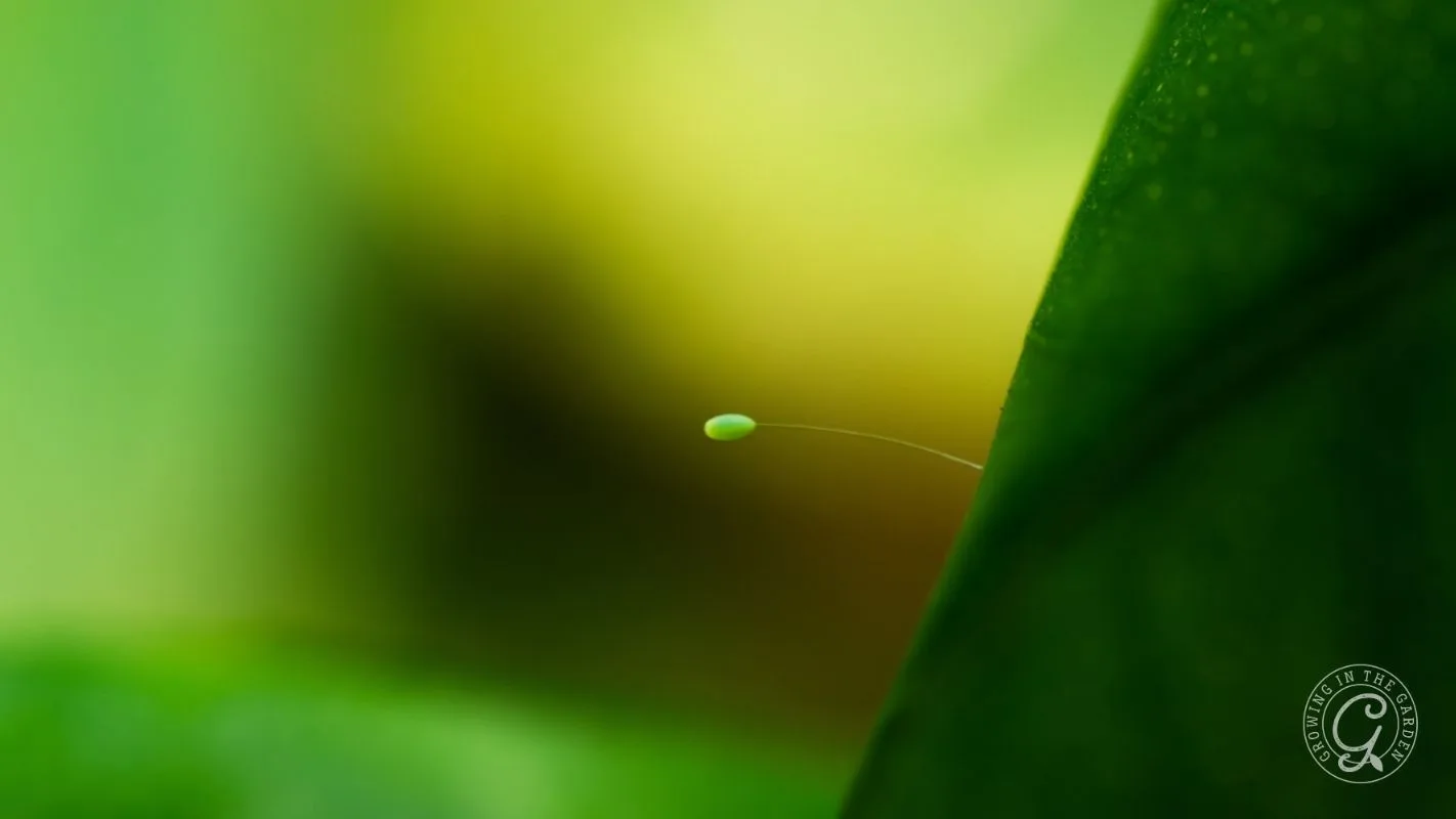 A single tiny egg is attached to a green leaf by a thin stalk, against a blurred green background.