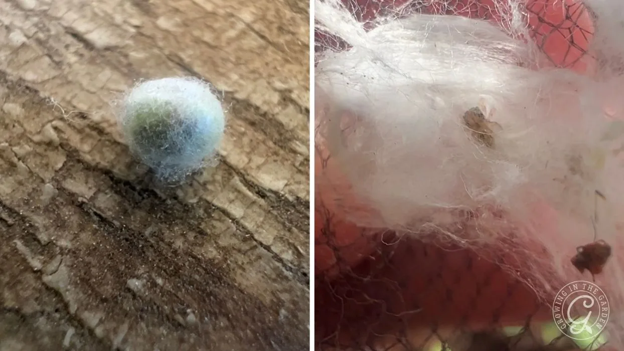 A fuzzy green orb on bark and a white cocoon with a small insect inside on a reddish-brown background.