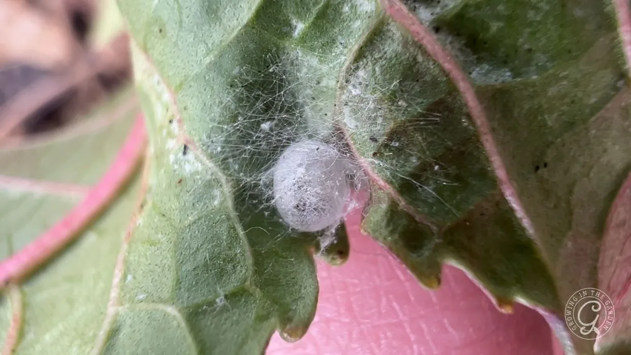 A small white silken cocoon on a green leaf, surrounded by delicate web-like threads.