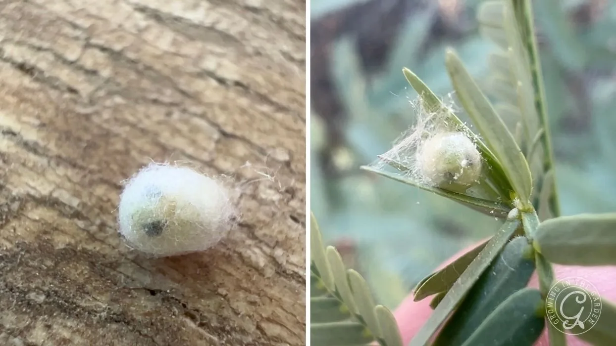 Close-up of a small, white fuzzy cocoon on tree bark and nestled among green leaves.