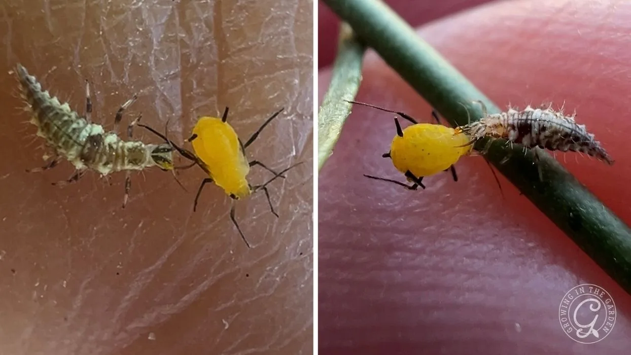 Close-up of a green lacewing larva eating a yellow aphid on plant stems, shown in two side-by-side images.