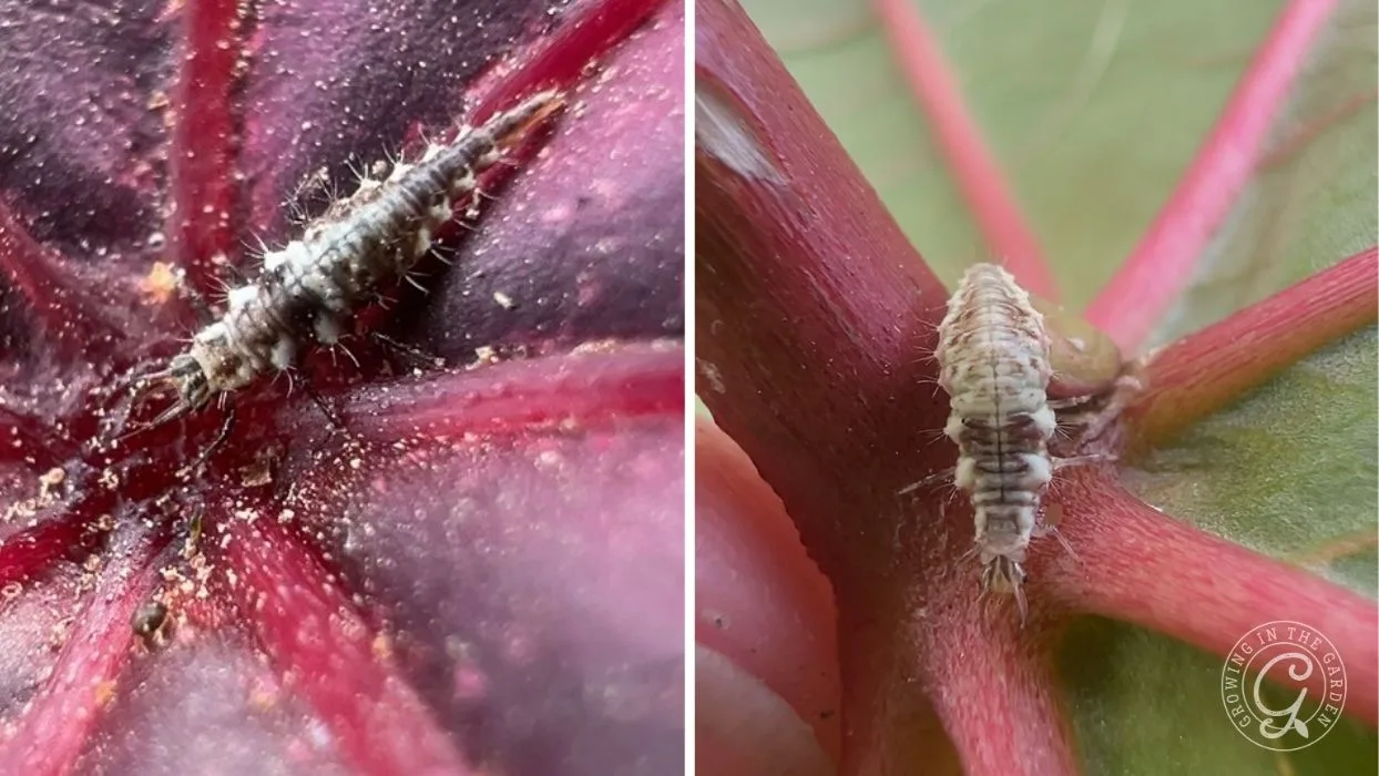 Close-up of two small, spiky insects on the stems and leaves of a plant with reddish veins.
