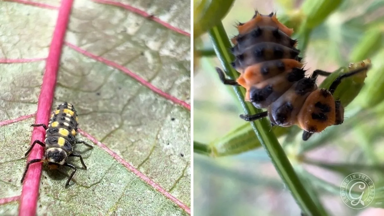 Close-up of a black-and-orange ladybug larva on a leaf (left) and on a plant stem (right).