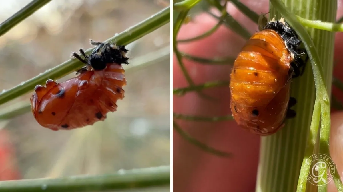 Close-up of an orange pupa attached to a green stem, shown from two angles.