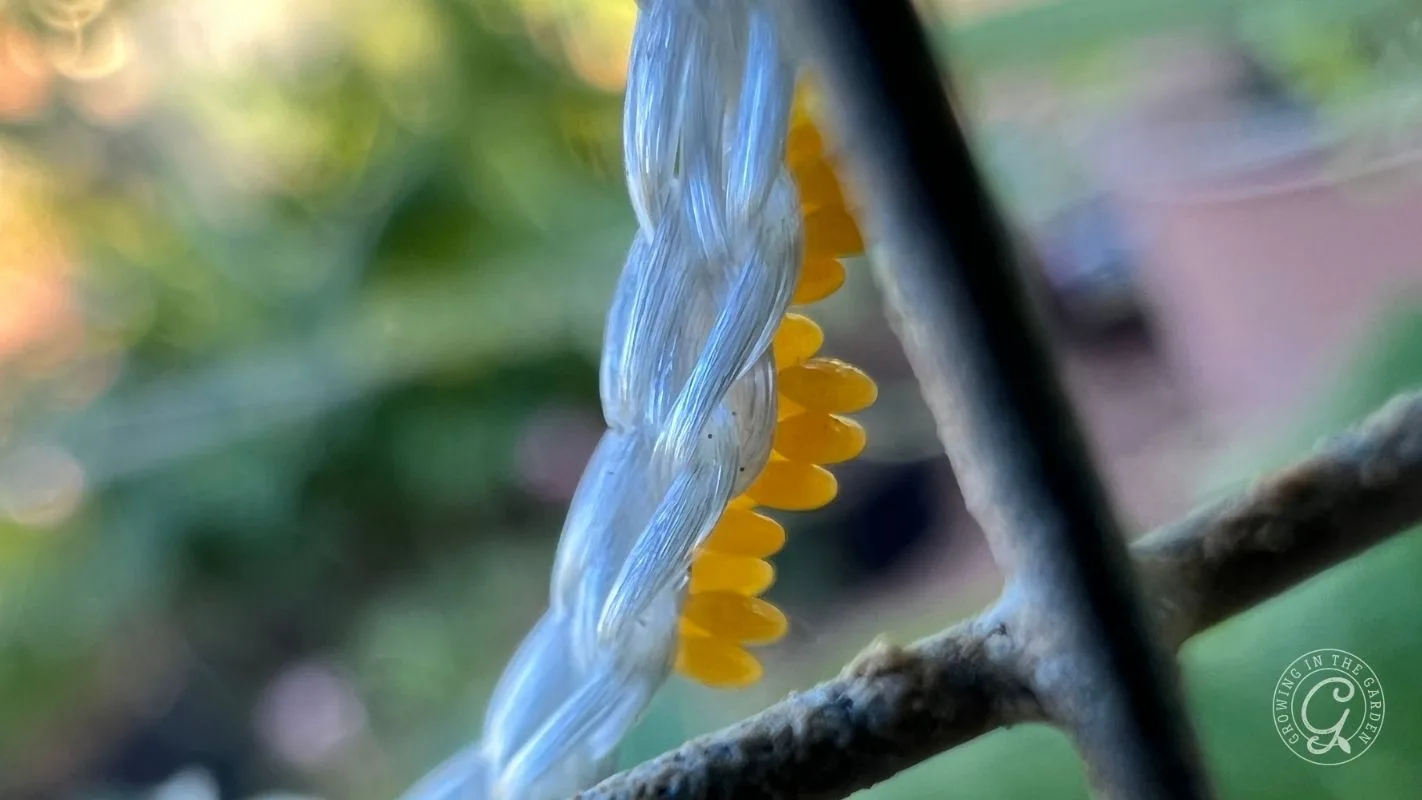 Close-up of small yellow insect eggs attached to a braided rope outdoors, with a blurred green background.