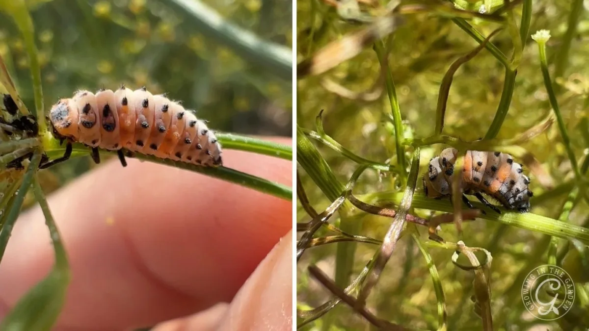 Ladybug larvae after fourth molt