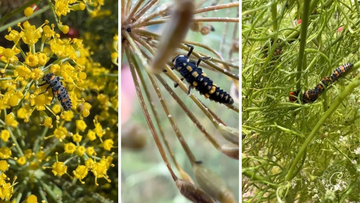 Ladybug larvae in its prime (2nd / 3rd molt)