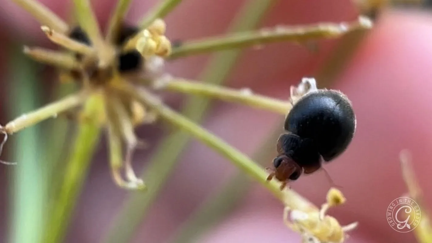 Ladybug of the Scymnini tribe that have larvae which resemble mealybugs