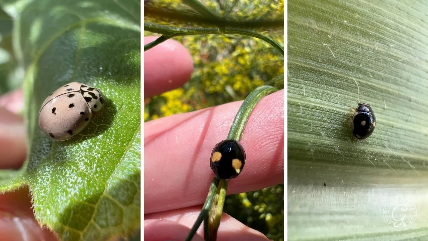 Three close-up photos of different ladybugs on leaves and a persons finger, each with unique spot patterns.
