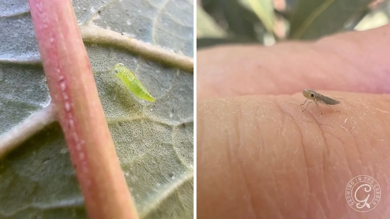Close-ups of tiny insects: one green on a leaf, the other brown on a persons skin.