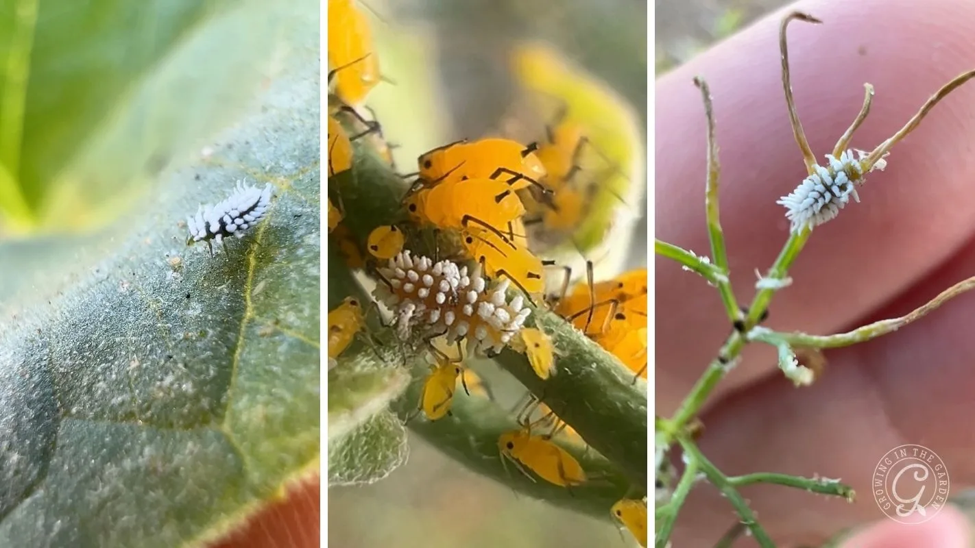 &ldquo;Mealybug destroyer&rdquo; type larvae feeding on aphids and other soft-bodied insects