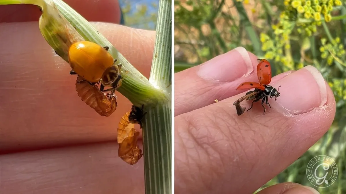 Close-up of ladybugs emerging from pupae on a plant and on a persons finger outdoors.