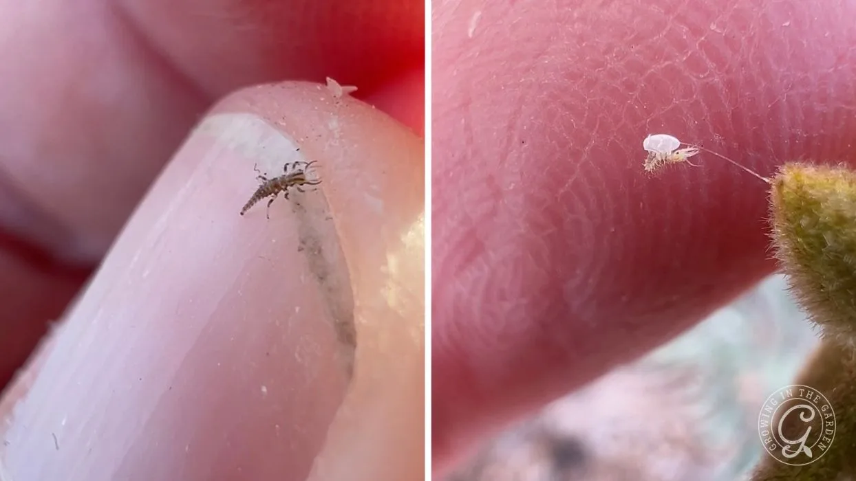 Close-up of tiny insects on a persons finger and nail, showing their small size and fine details.