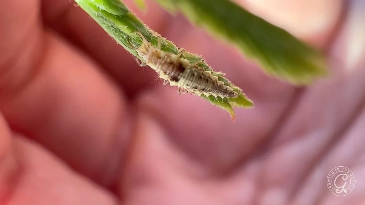 A small insect larva clings to a green leaf, with a blurred hand in the background.