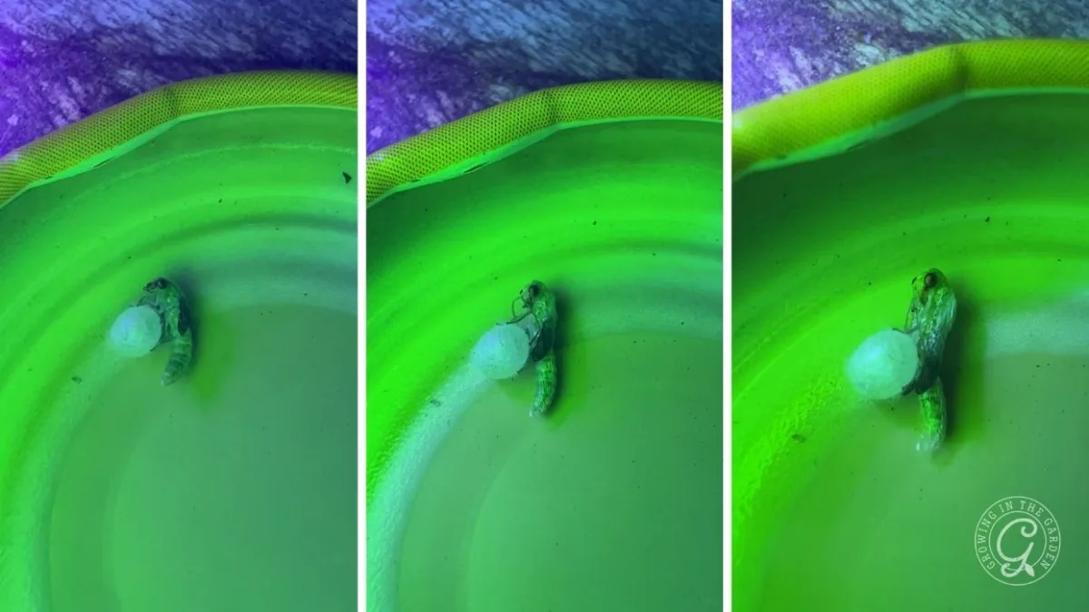 A baby lizard hatching from an egg in a green container, shown in three stages from left to right.