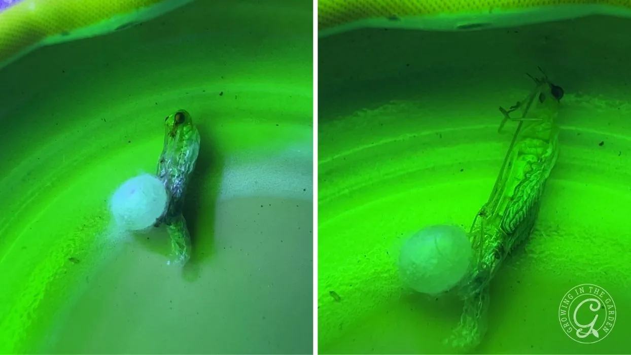 A shrimp clings to a white ball in green water, shown from two angles in a split image.