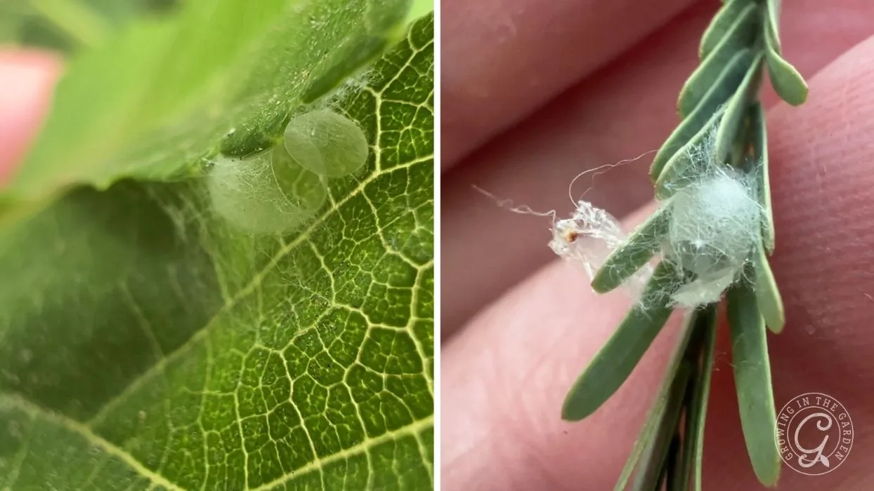Close-up of small, white spider egg sacs attached to green leaves and plant stems.