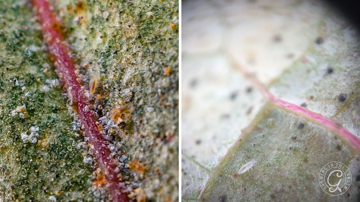Close-up of a leaf vein showing tiny bumps and specks; left side is clear, right side is blurry.