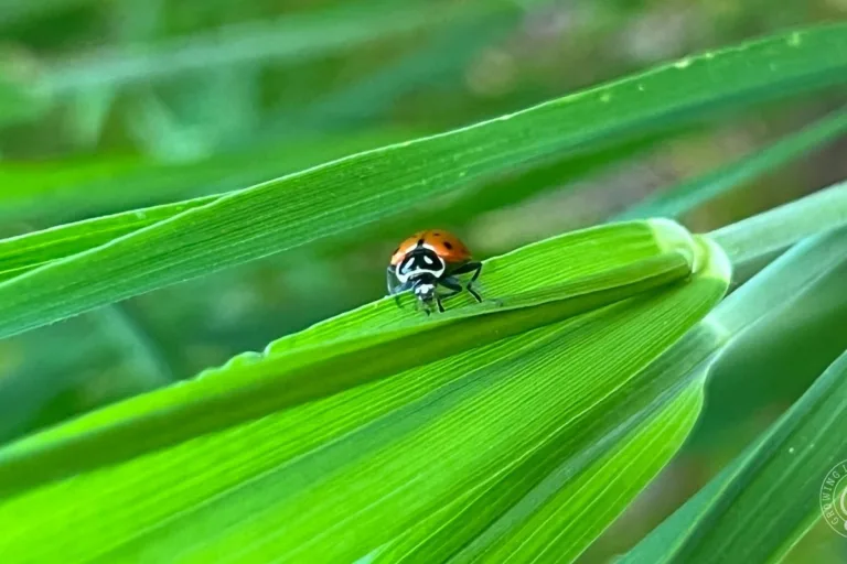 Ladybugs in the Garden: Lifecycle and How to Attract Them featured image