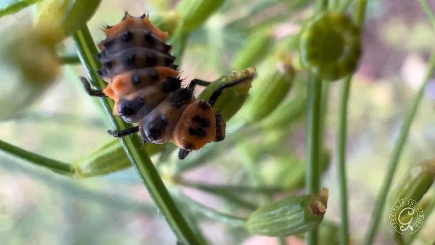 Larvae looking for aphids