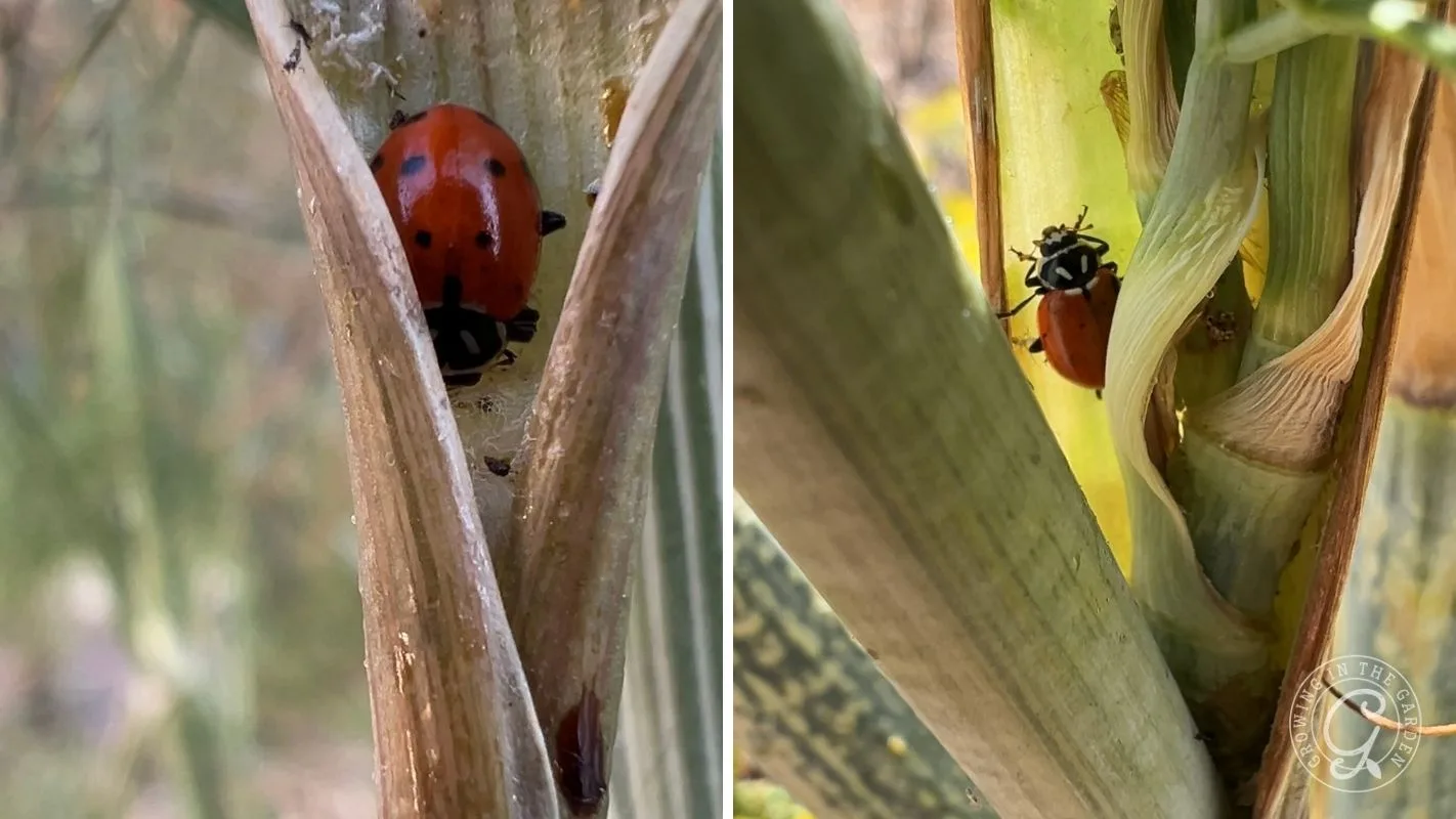 Close-up of a ladybug crawling on green and brown plant stems shown from two different angles.