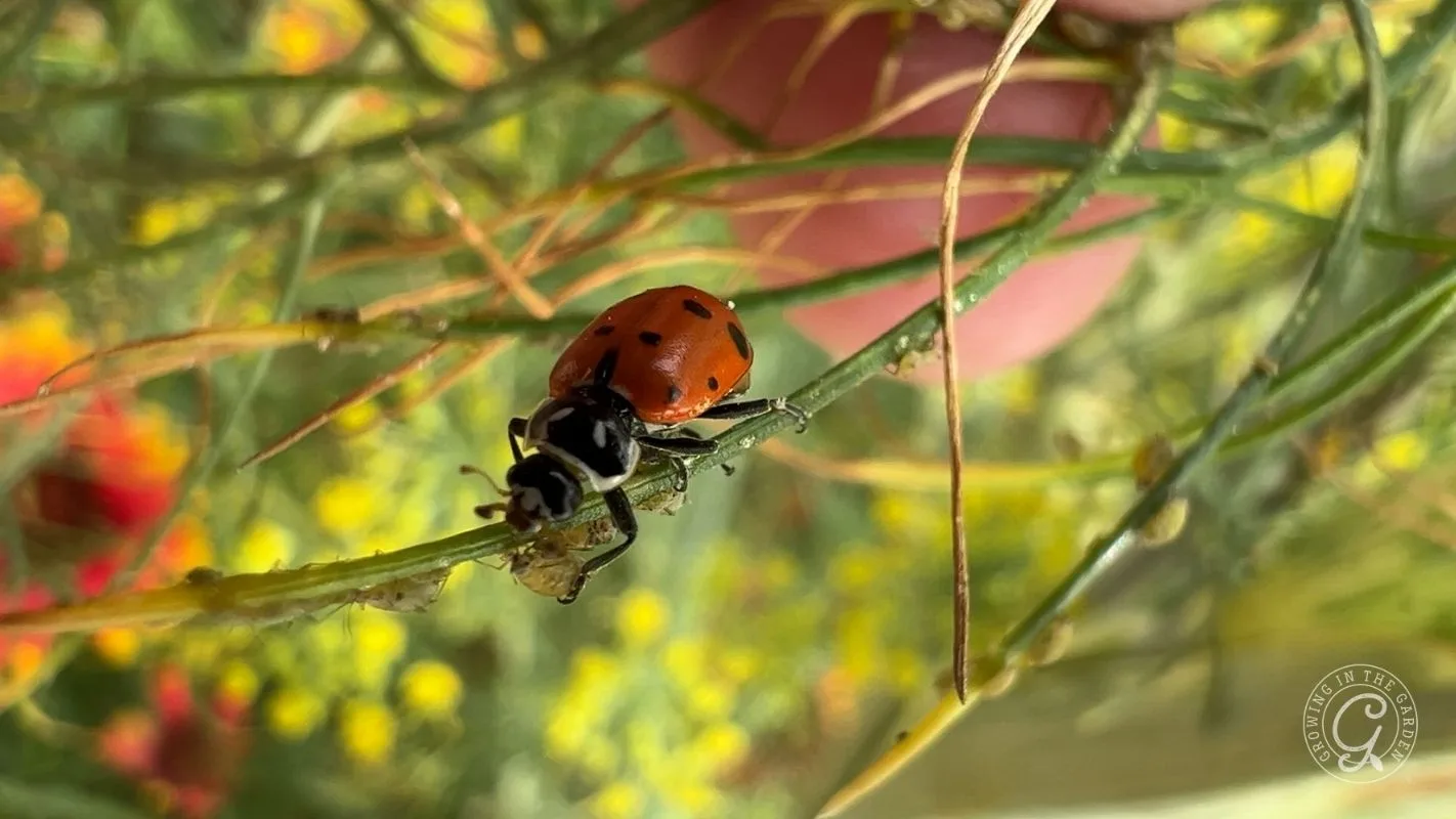 A close-up of a ladybug crawling on a green stem with blurred yellow flowers in the background.