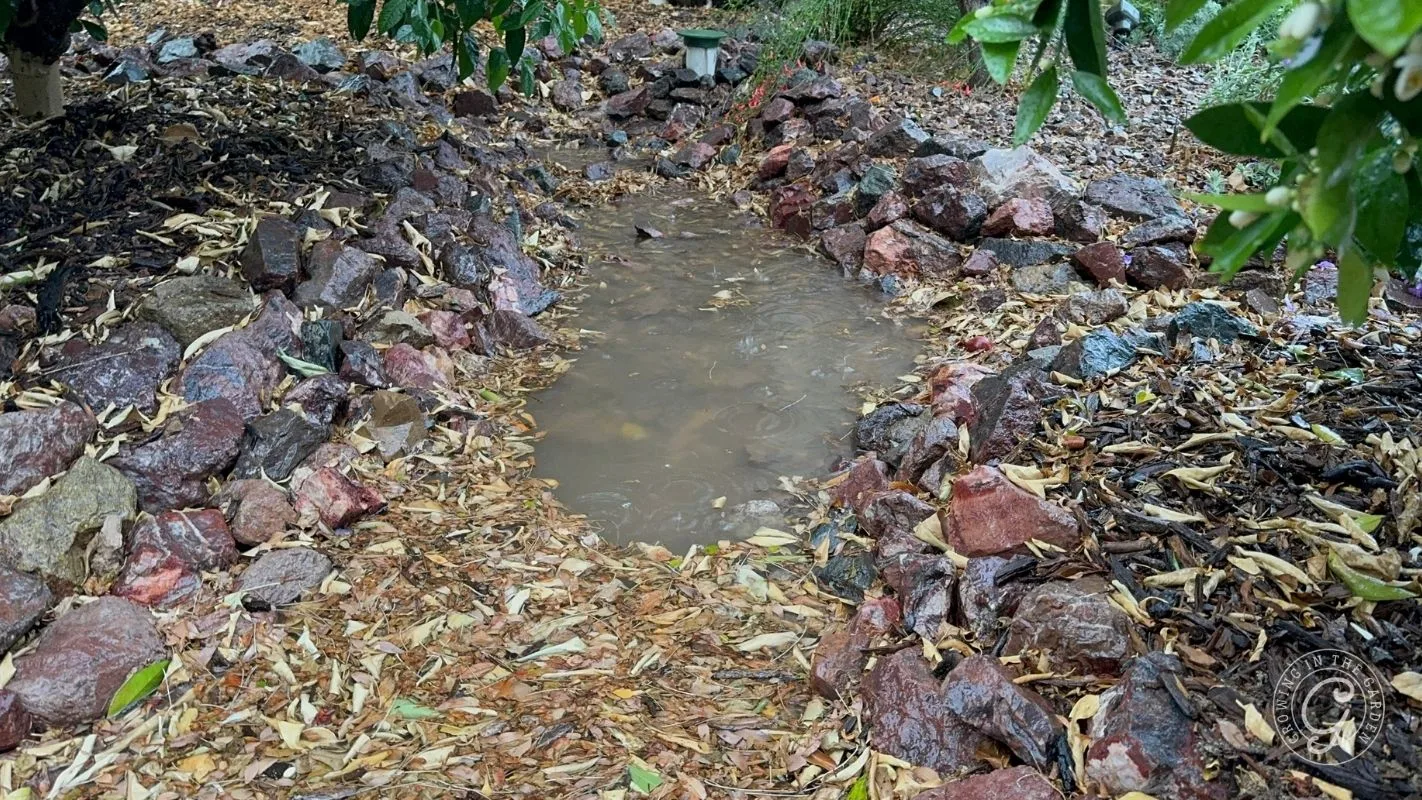Rainwater harvesting in a desert garden, runoff soaking into a rock-lined basin