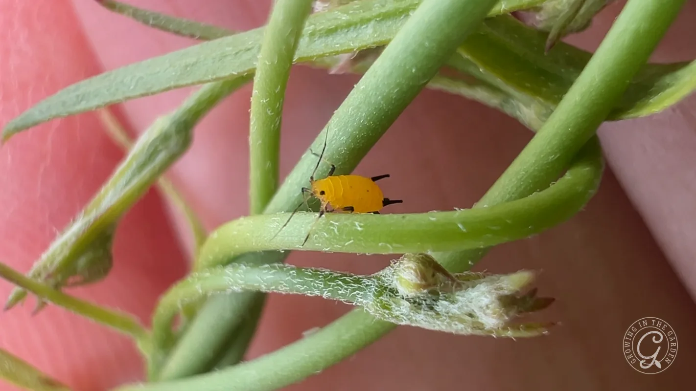 A small yellow aphid on a green plant stem, with pink and green blurred background.