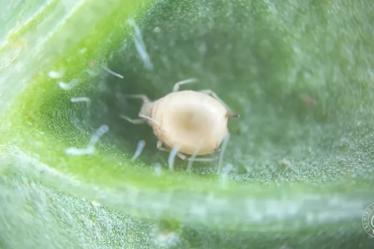 Aphid Mummies and Parasitic Wasps in the Garden featured image