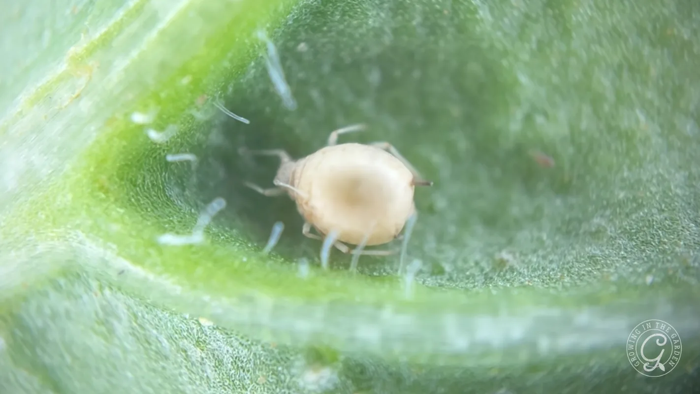 Close-up of a tiny, pale insect with thin legs on a green leaf surface.