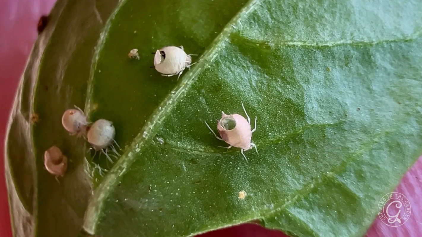 Close-up of small aphids and shed skins on a green leaf surface.