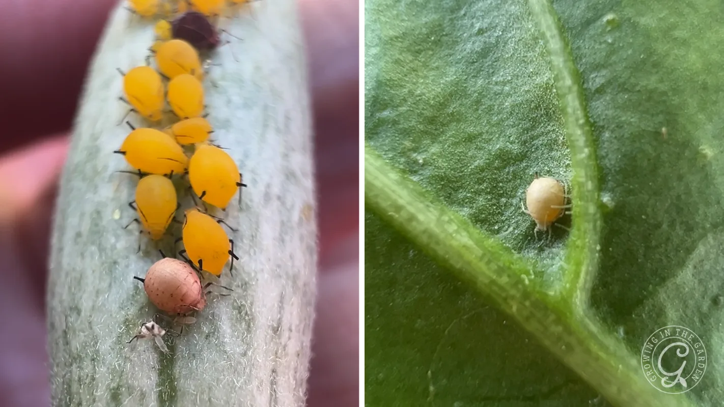 Close-up of yellow aphids clustering on a plant stem, and a single tan mite on a green leaf.