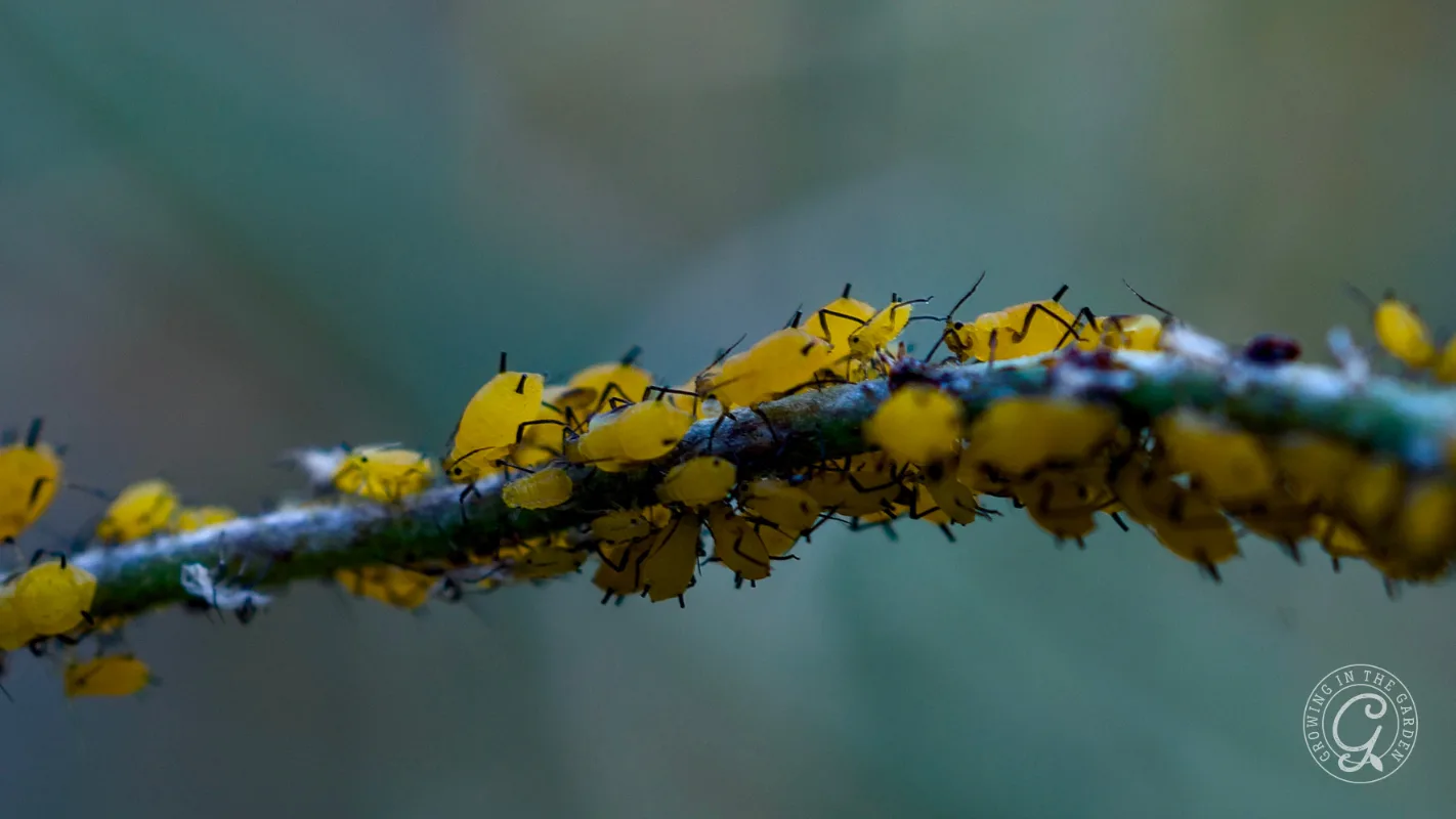 A close-up of yellow aphids clustered on a green plant stem, with a blurred background.
